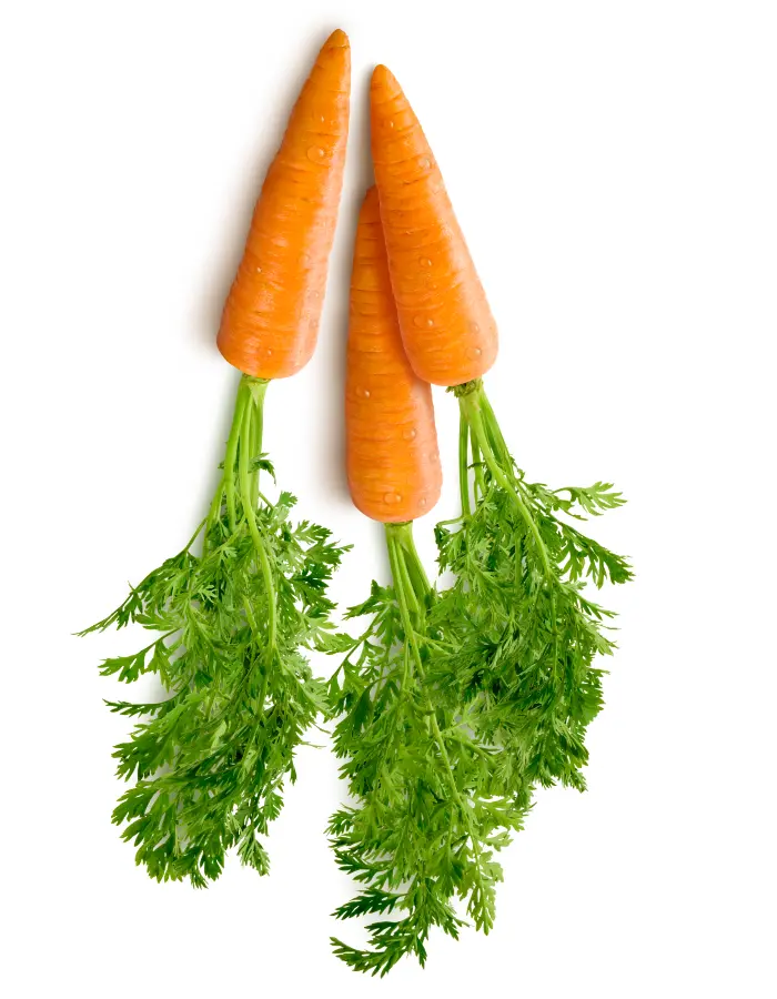 Carrot